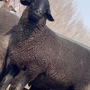 成年乌骨羊好养易活