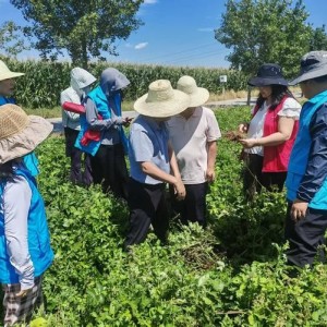 长期寻求中药材种植技术指导及农事帮扶服务