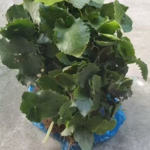 野生柔毛淫羊藿